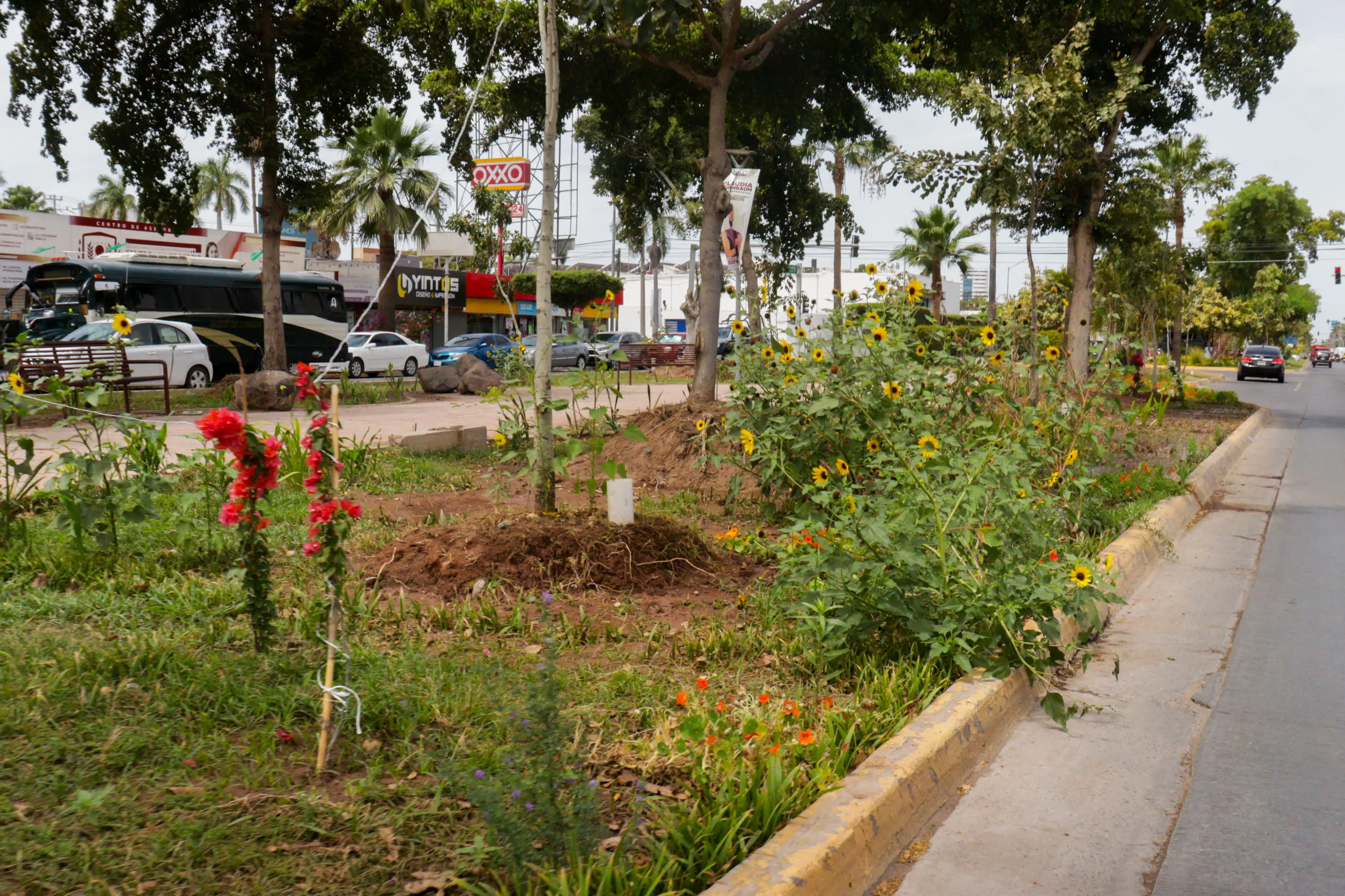 Comienzan a florecer amapas, lluvias de oro y tulipanes africanos en Los Mochis./ Foto: Jessi Jáuregui
