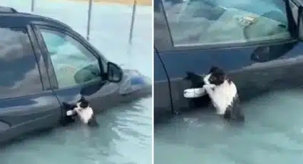 Un gato se aferra en la puerta de un auto