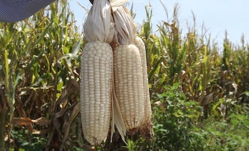 Baja en las exportaciones tienen el precio del maíz sepultado