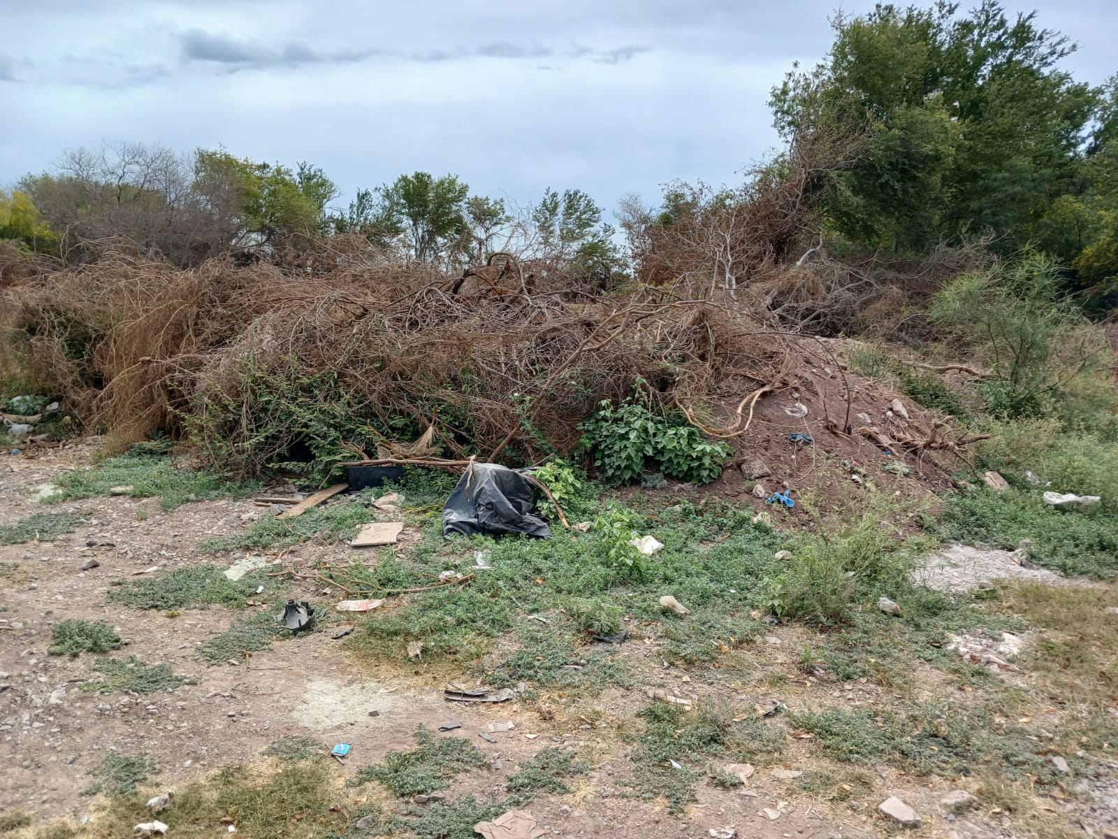 Maleza en terreno junto a fraccionamiento de Los Mochis.