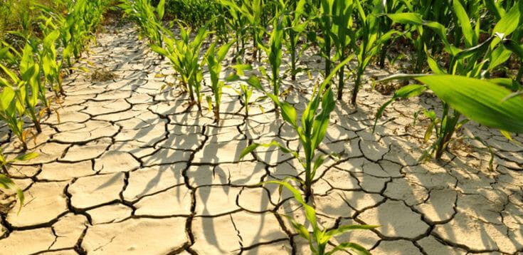 Sequía en cultivos