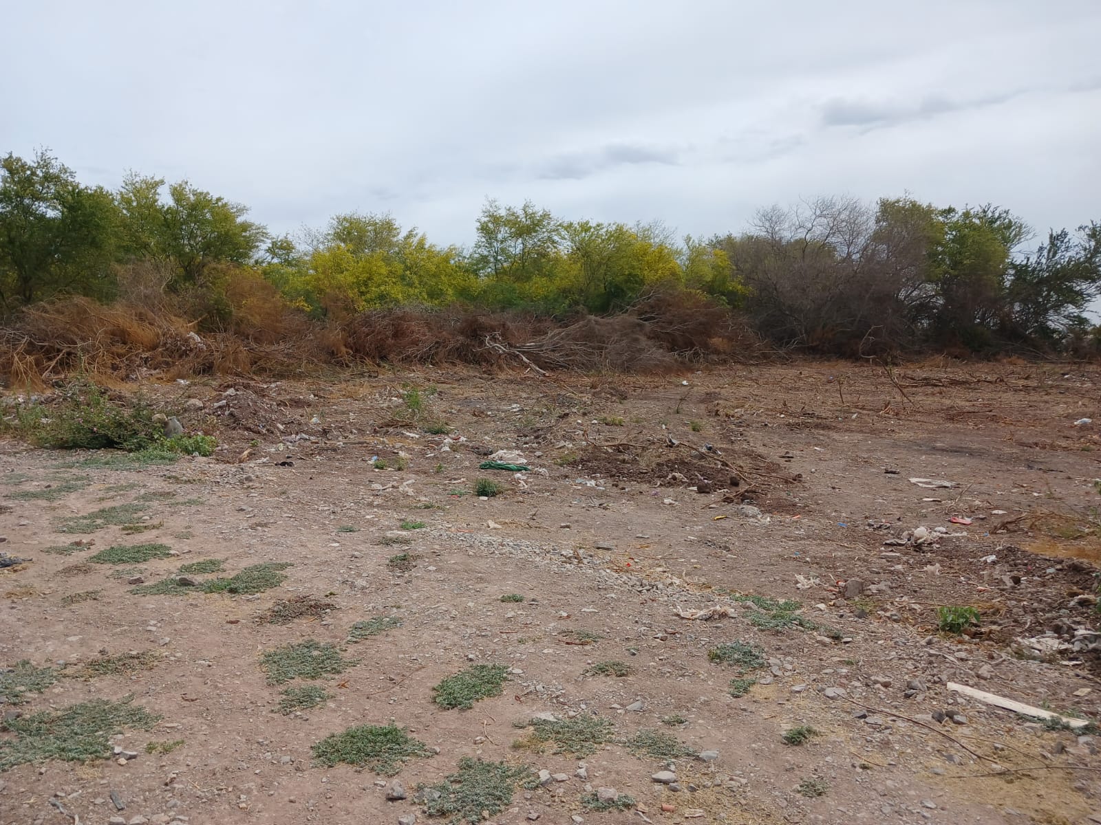 Maleza en terreno junto a fraccionamiento de Los Mochis.