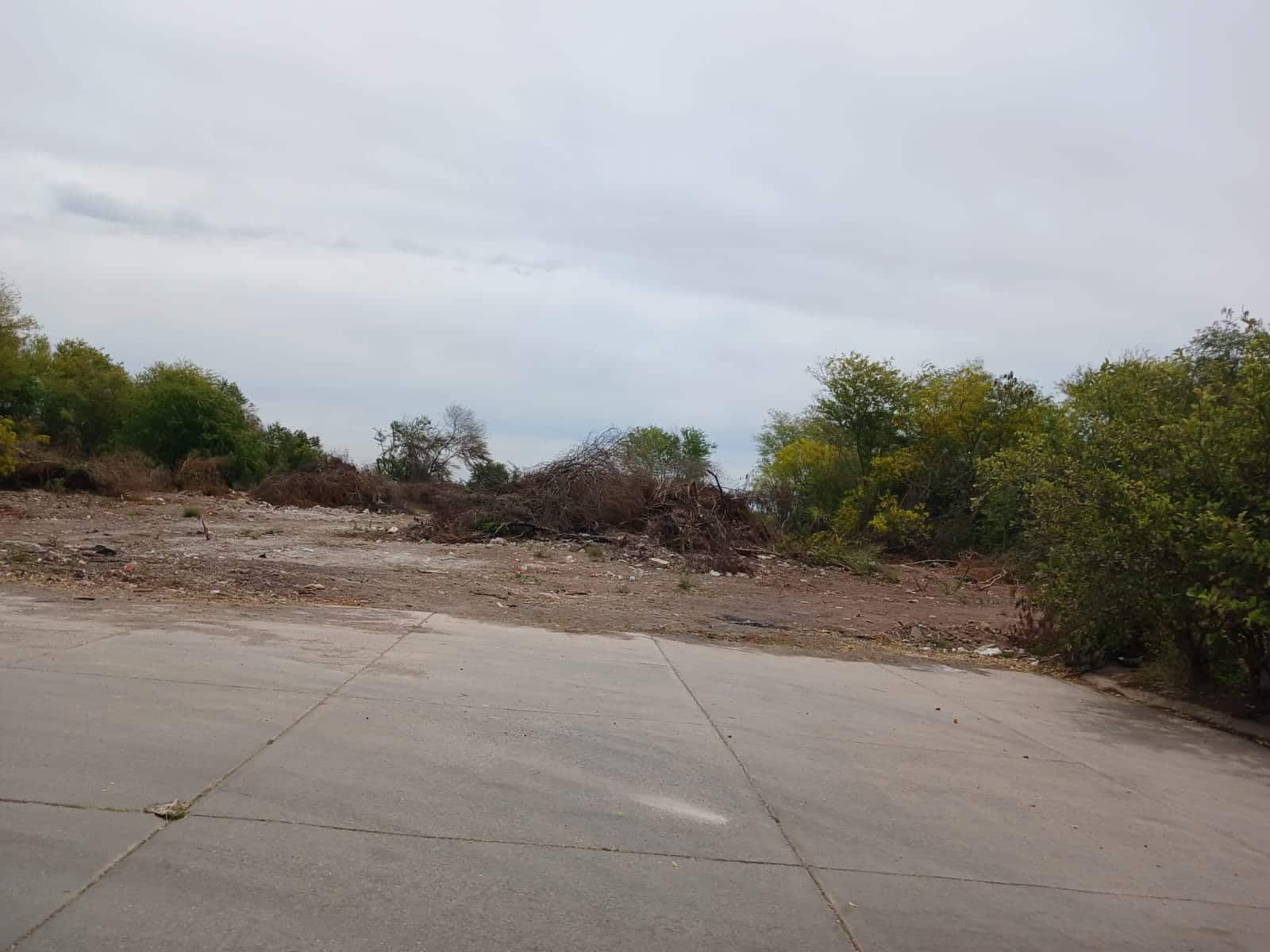 Maleza en terreno junto a fraccionamiento de Los Mochis.