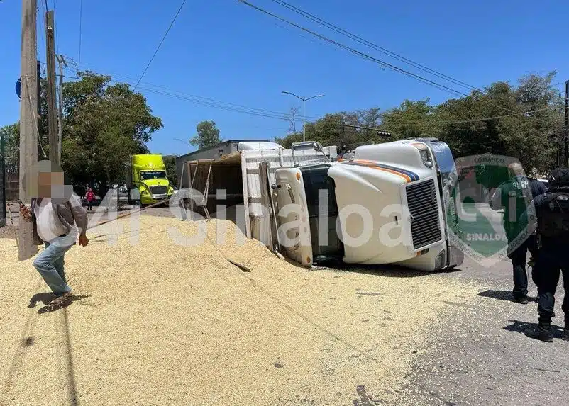 Góndola cargada de maíz con los neumáticos hacia un lado tras un accidente tipo volcadura en Culiacán