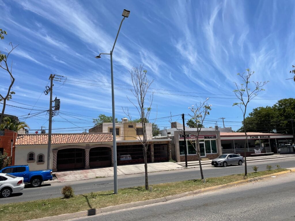 Caída de hojas de los árboles en Los Mochis