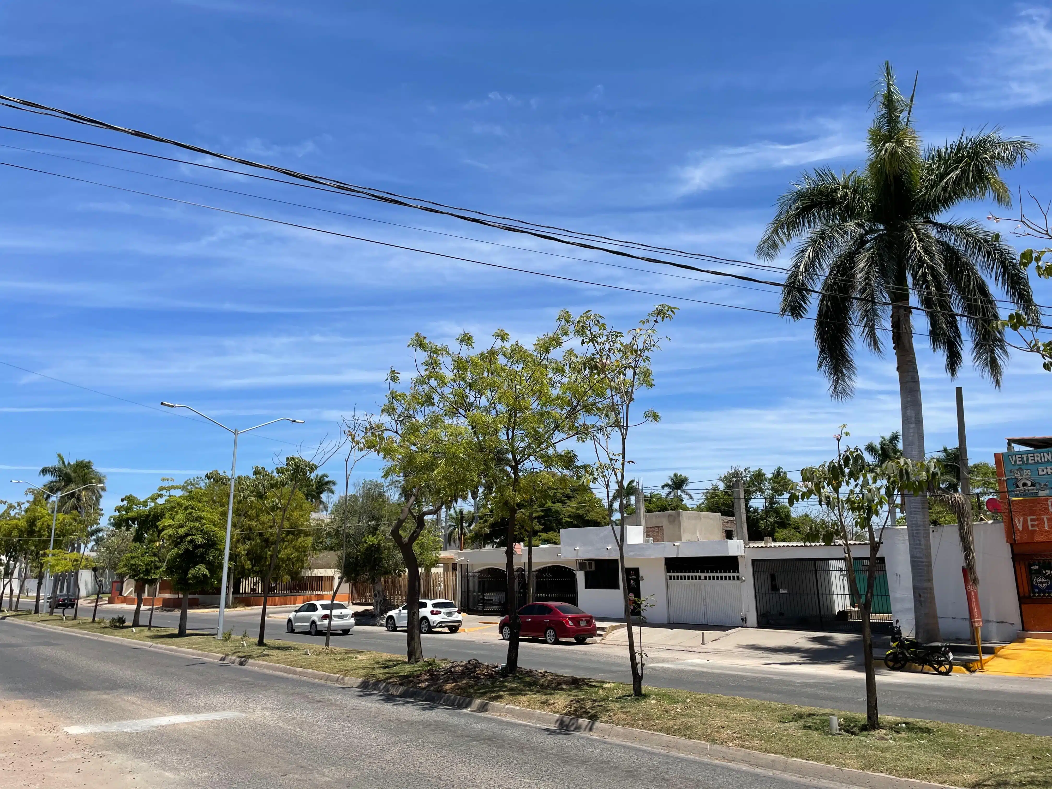 Árboles y plantas en la ciudad de Los Mochis
