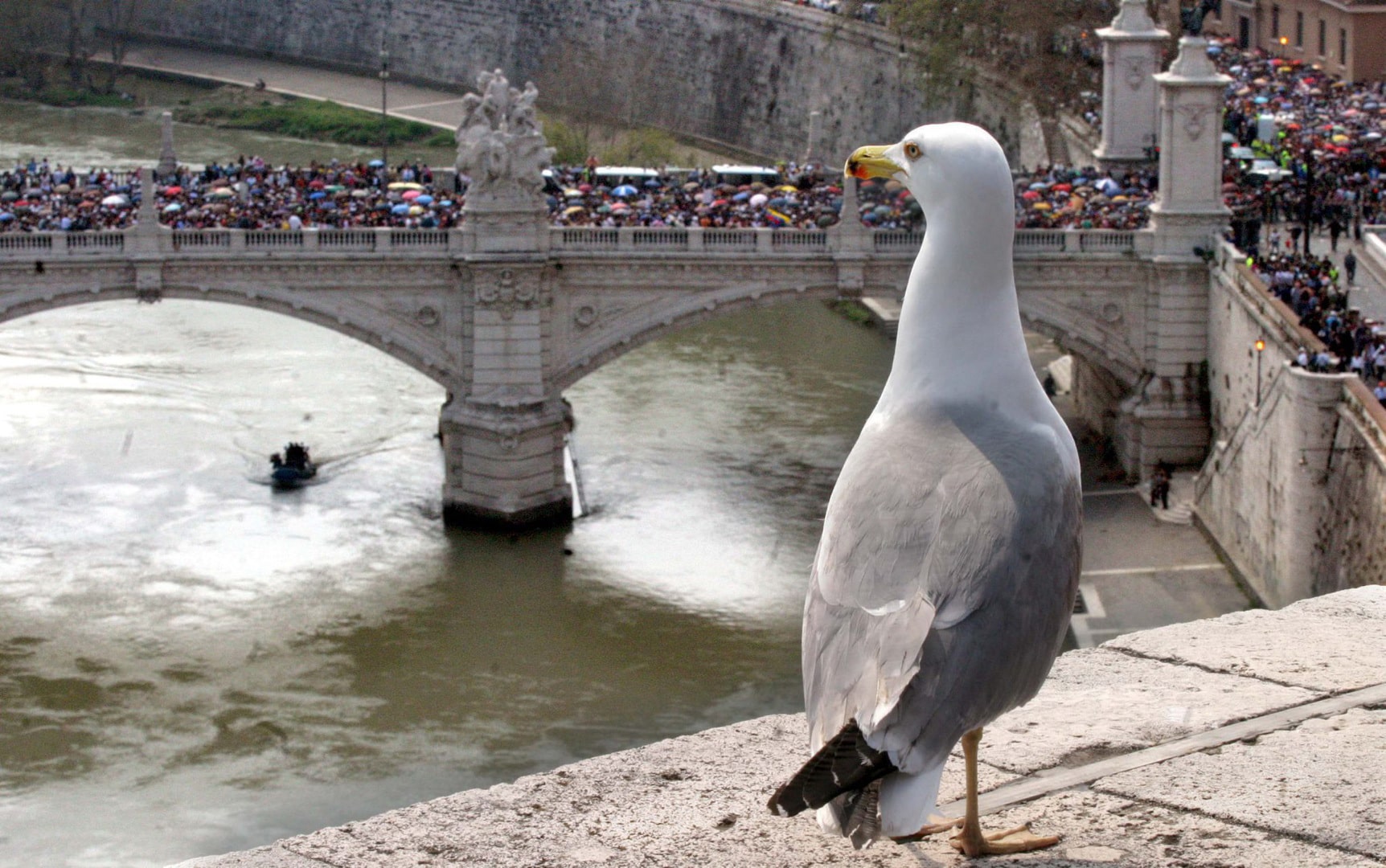 Aumentan ataques de gaviotas en Román; autoridades toman cartas en el asunto
