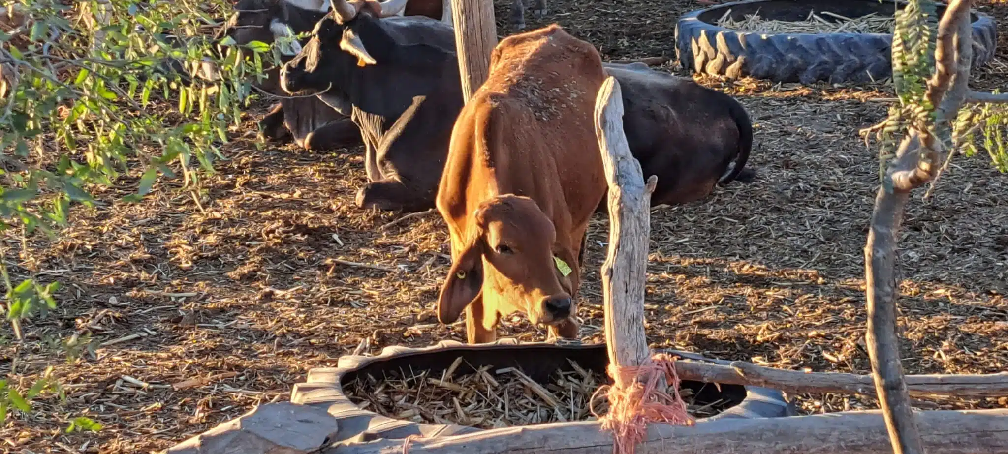 Según la Asociación de Ganaderos no hay reportes de muertes de ganado
