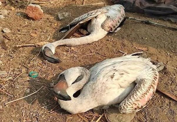Avión choca contra una parvada de flamencos en Bombay