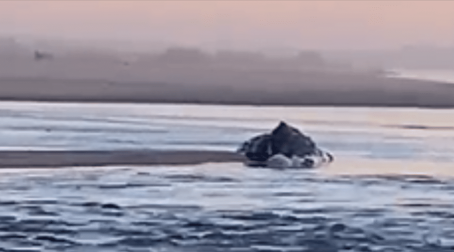 Una ballena fue localizada varada en playas de Guasave la mañana de este miércoles