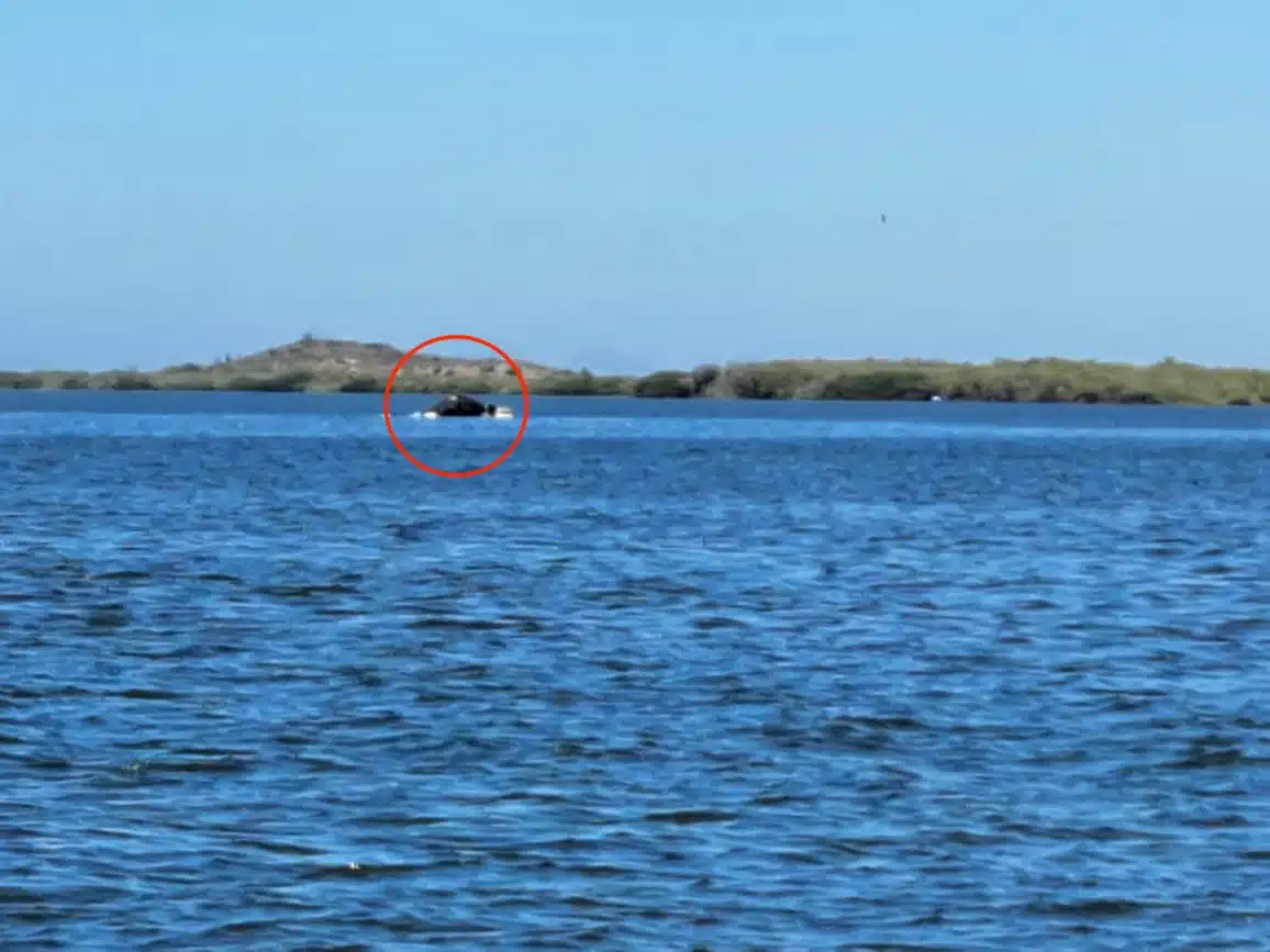 Ballena Jorobada frente a los medanos de la playa Ensenadita, Guasave