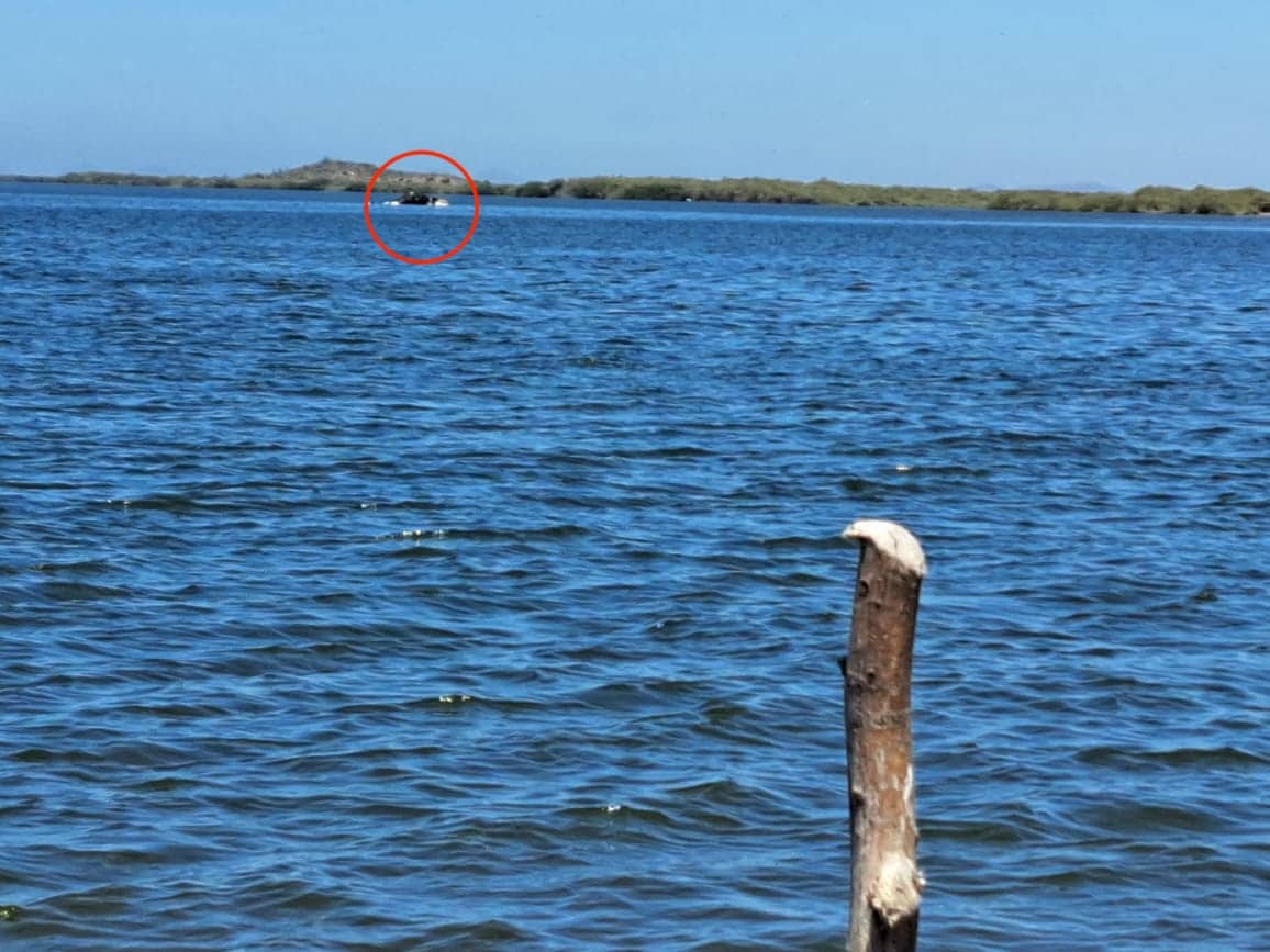 Ballena Jorobada frente a los medanos de la playa Ensenadita, Guasave