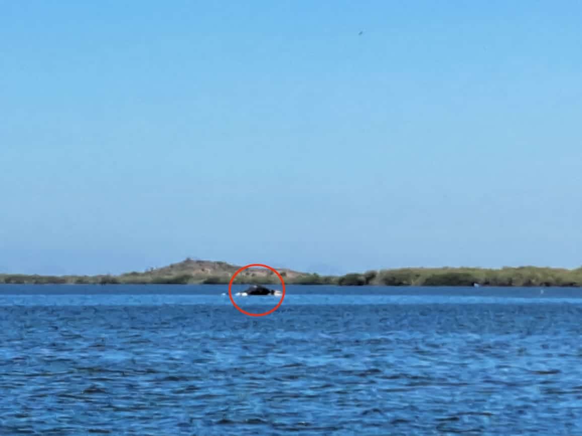 Ballena Jorobada frente a los medanos de la playa Ensenadita, Guasave