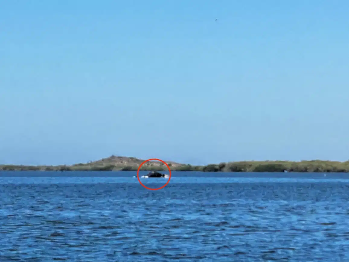 Ballena Jorobada frente a los medanos de la playa Ensenadita, Guasave