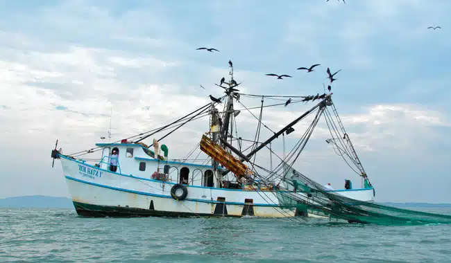 Barco pesquero