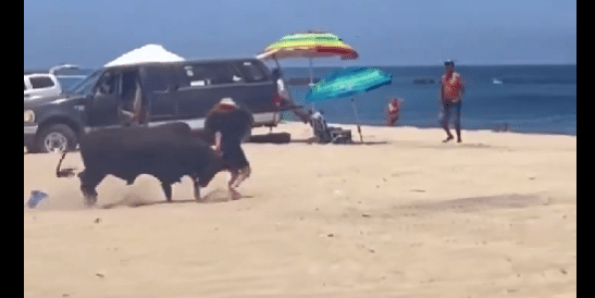 Toro ataca a mujer