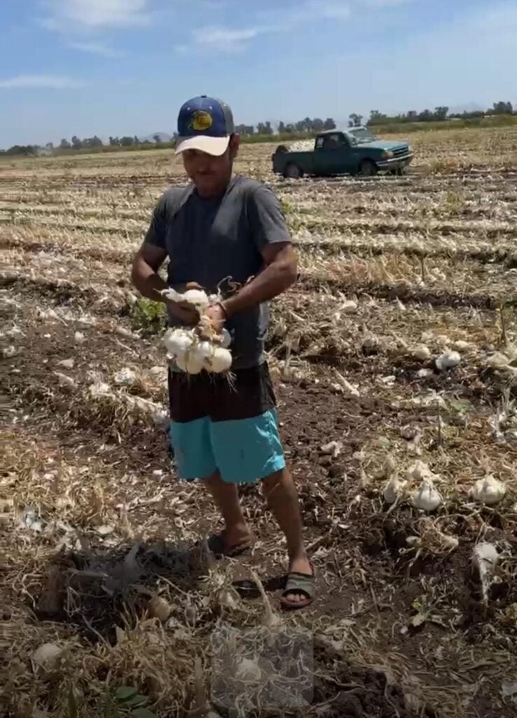 Recolector de cebollas en las parcelas