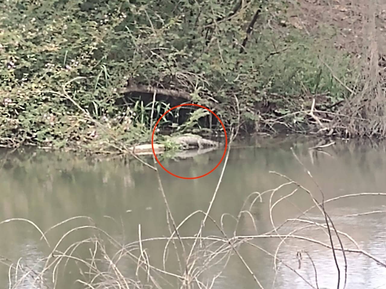 Un cocodrilo en el Río Sinaloa, Guasave