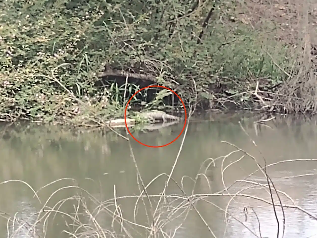 Un cocodrilo en el Río Sinaloa, Guasave