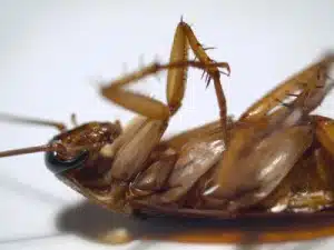 Cucaracha