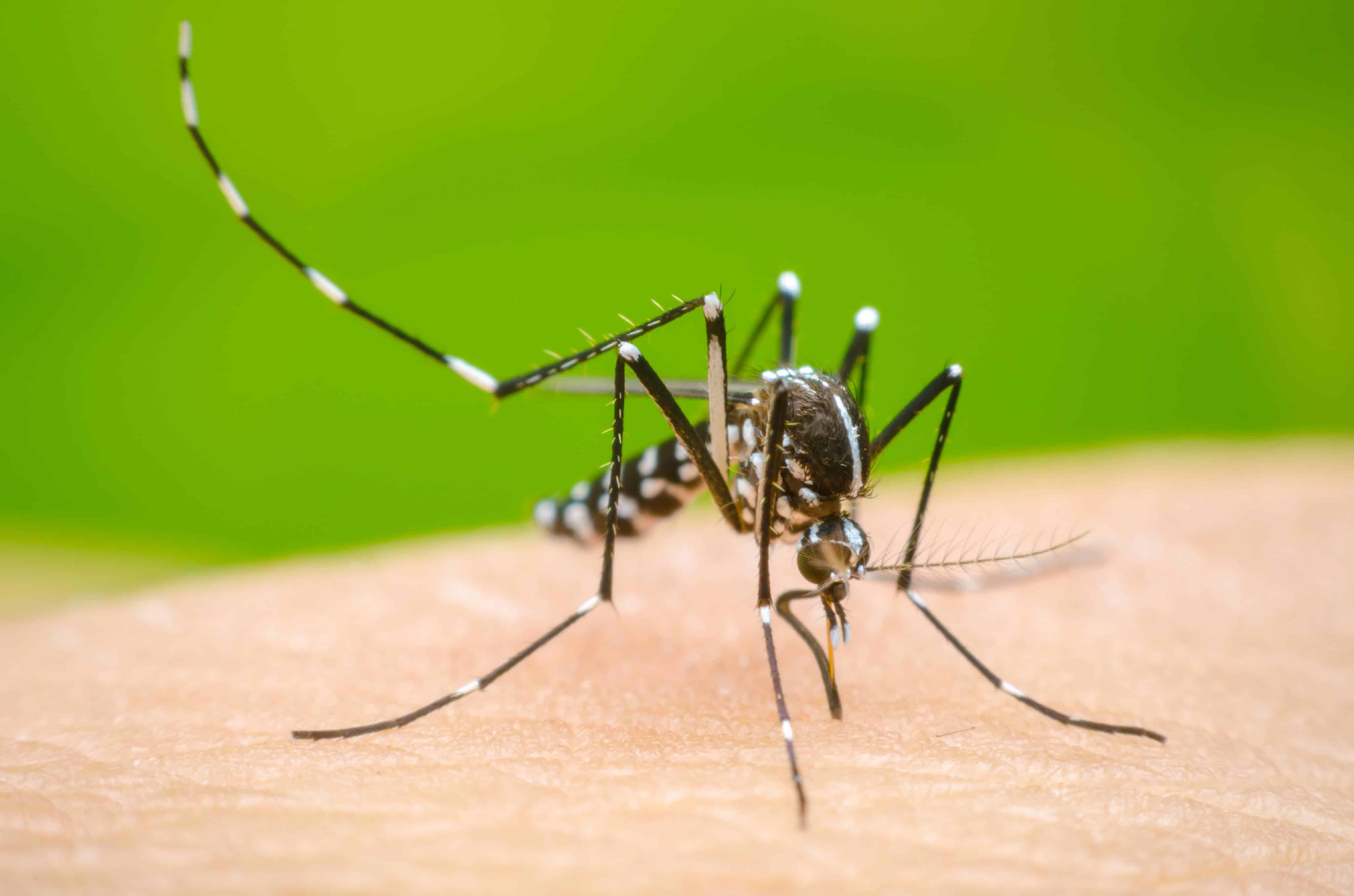 Se espera que incrementen los casos de dengue con las lluvias.