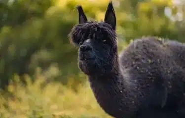 Detectan gripe aviar patógena en alpacas en Estados Unidos