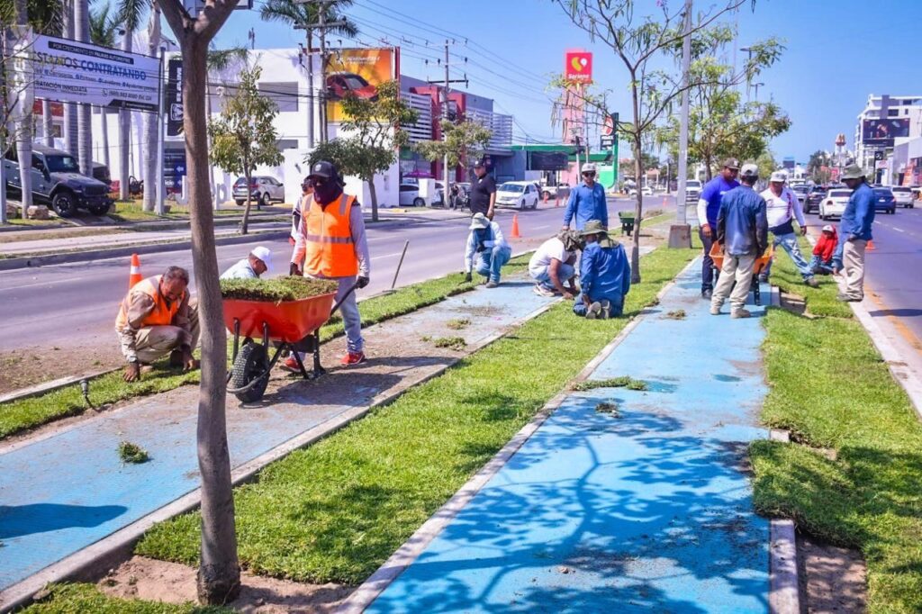Trabajadores colocando Colocación de pasto “San Agustín” sobre la avenida Rafael Buelna por el proyecto de embellecimiento