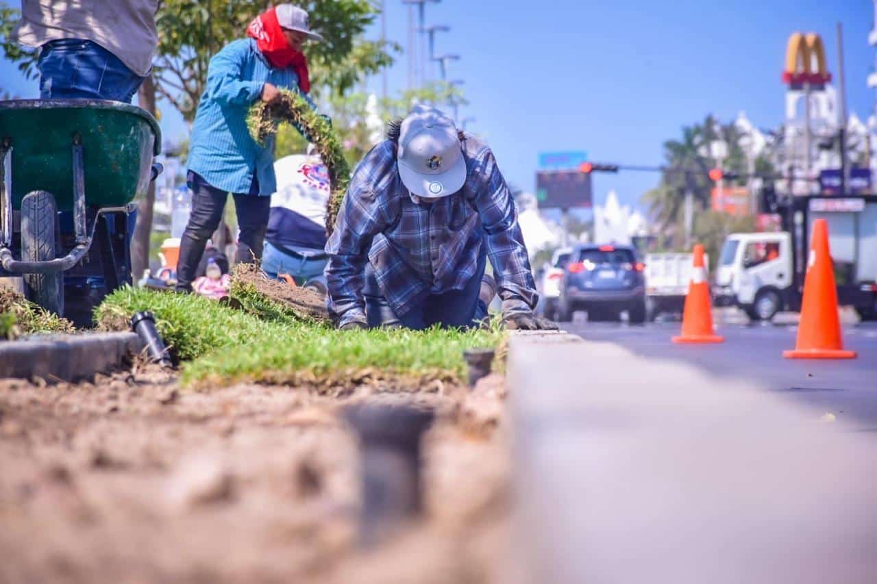 Colocación de pasto “San Agustín” sobre la avenida Rafael Buelna