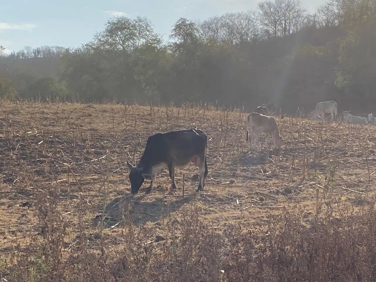Vacas comiendo en campo