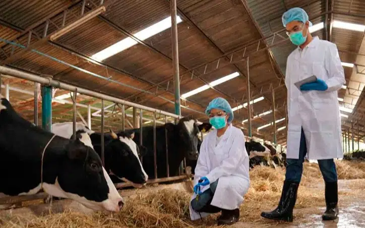 EU reporta segundo caso de gripe aviar en humanos por transmisión del ganado