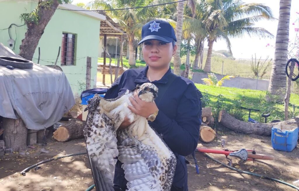 Autoridades de Protección al Ambiente auxilian al águila atrapada