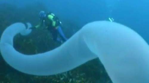 Gusanos gigantes ya aparecen en las profundidades marinas
