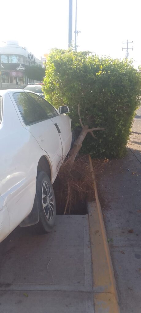 Joven chófer choca al ir en exceso de velocidad y arranca árbol en Guamúchil (4)