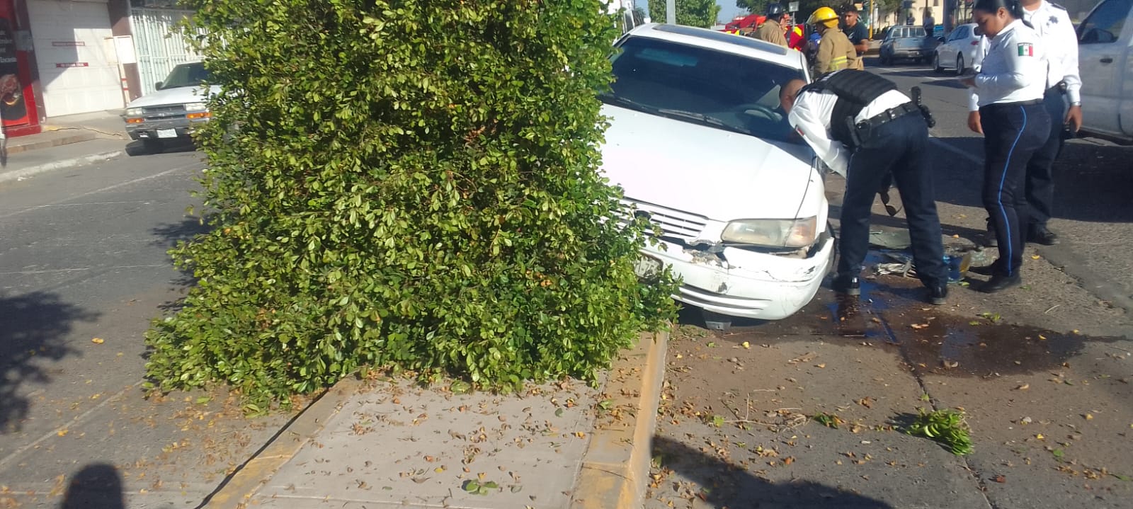 Joven chófer choca al ir en exceso de velocidad y arranca árbol en Guamúchil (3)