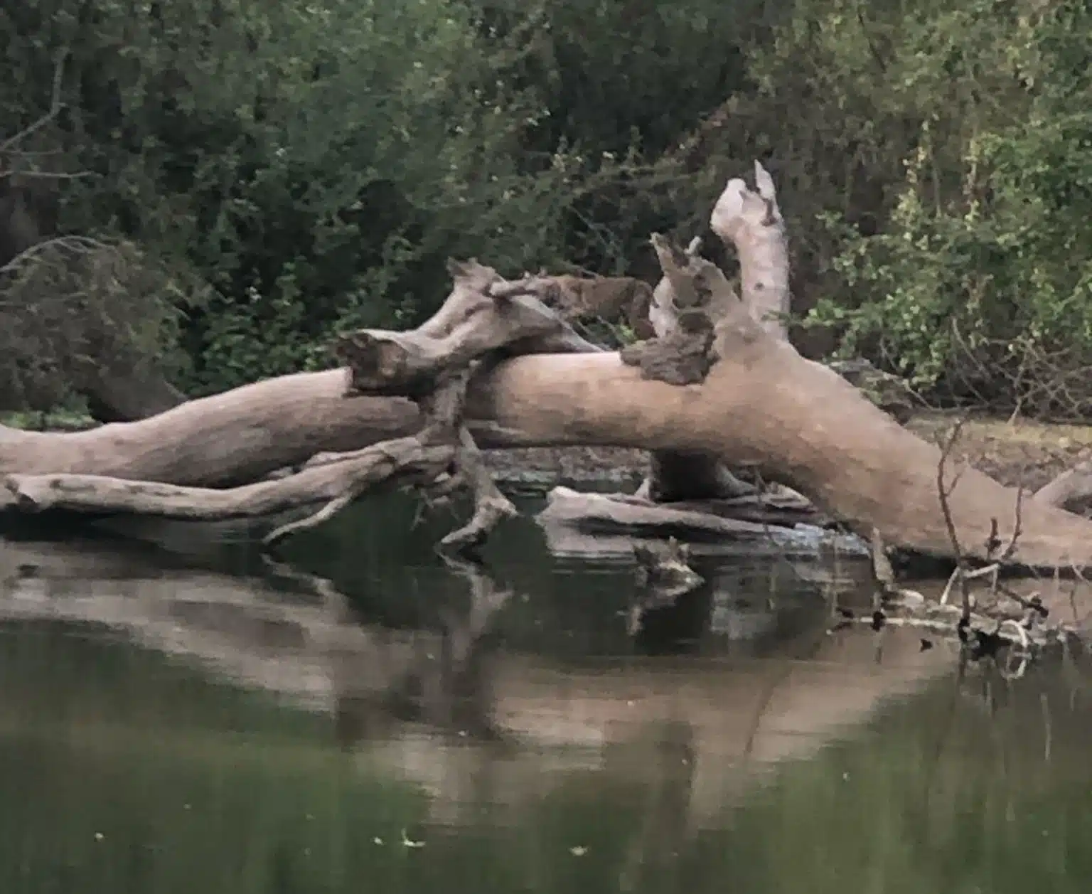 No solo hay cocodrilos, ahora felinos silvestres merodean las riberas del río Sinaloa.