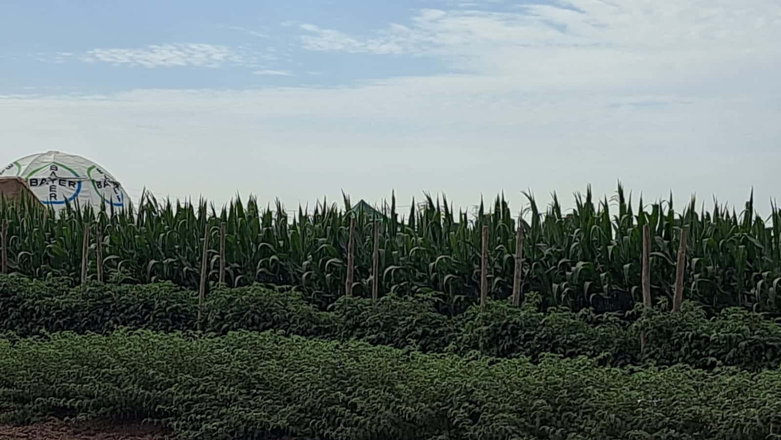 Siembra de maíz en Sinaloa