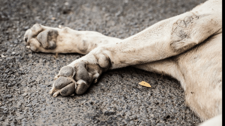 Llaman a la ciudadanía a denunciar ante MP envenenamiento y maltrato animal.