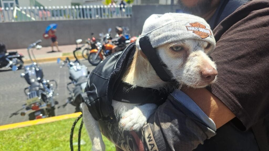 Mondongo, el perro “biker"