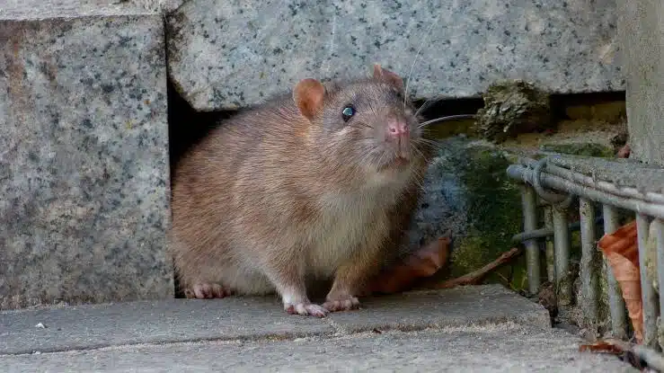 Nueva York convoca a cumbre nacional sobre ratas urbanas
