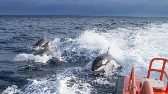 Orcas hunden barco en el Estrecho de Gibraltar; reportan varios ataques
