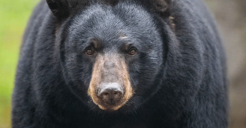 Detectan gusanos en cerebro de 6 personas tras consumir carne de oso negro