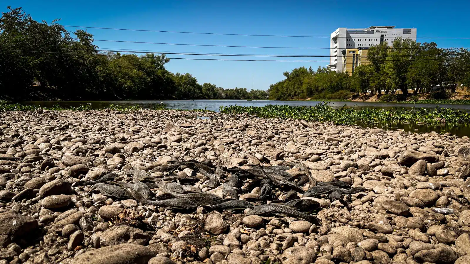 Peces muertos en el río Humaya tras sequía en Culiacán