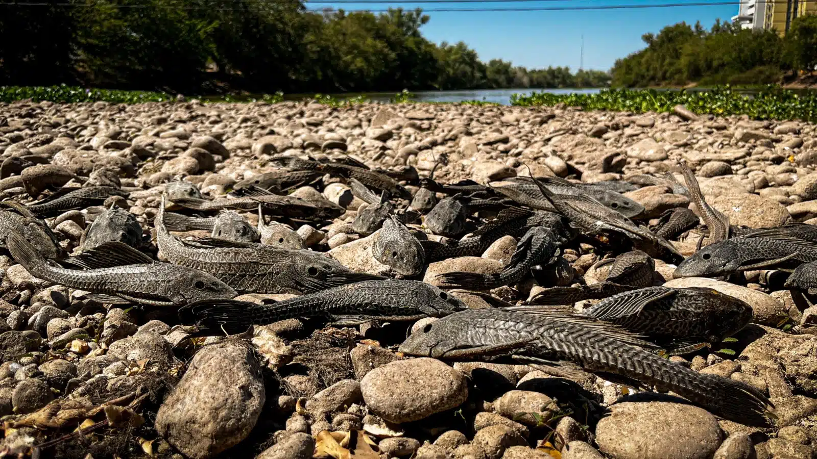 Peces muertos en el río Humaya tras sequía en Culiacán