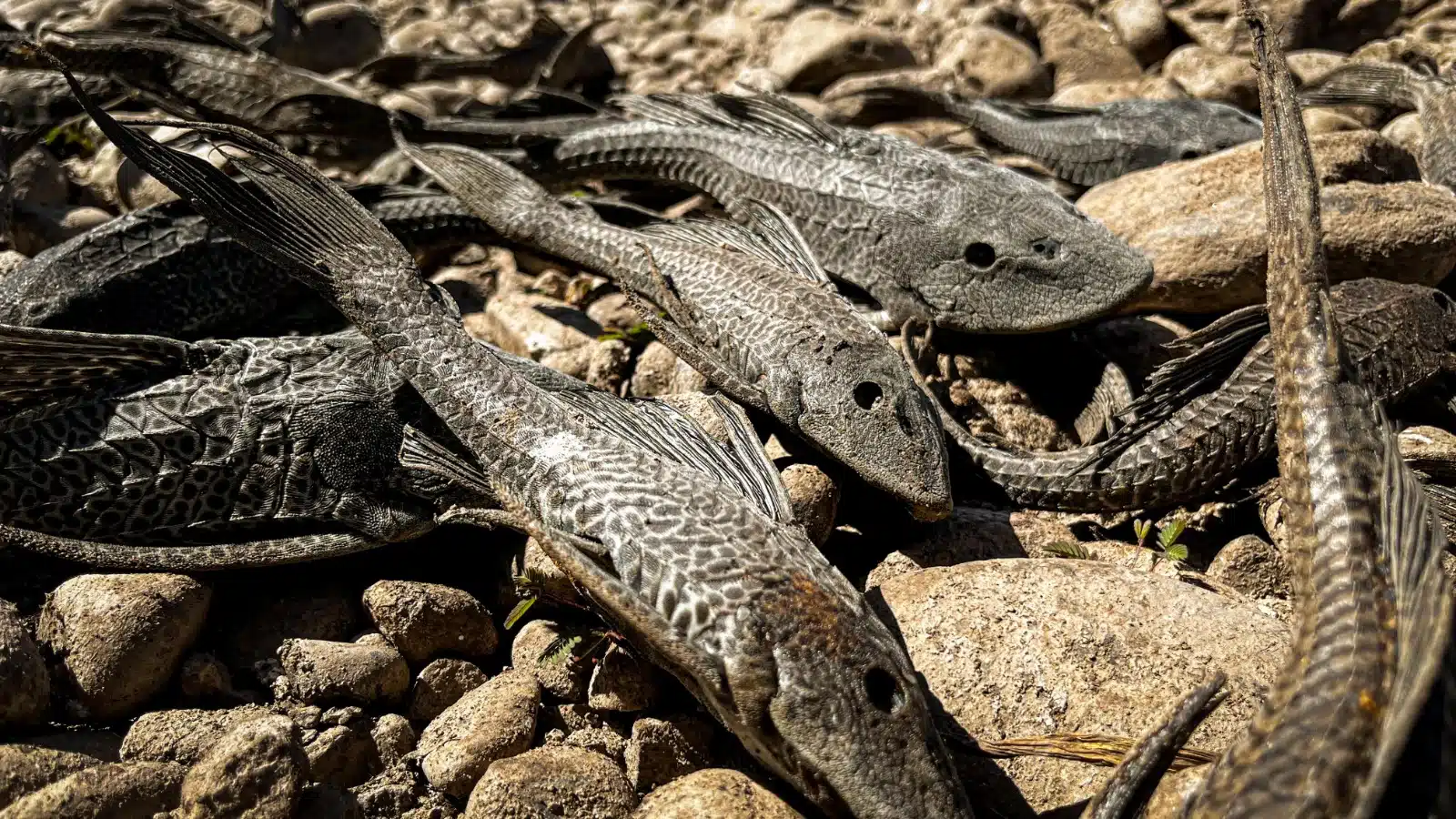 Peces muertos en el río Humaya tras sequía en Culiacán