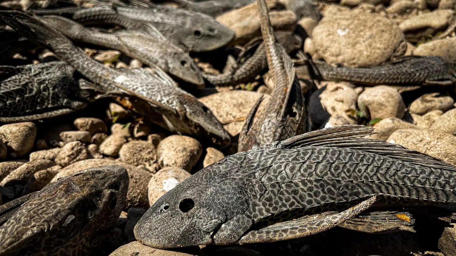 Peces muertos en el río Humaya tras sequía en Culiacán