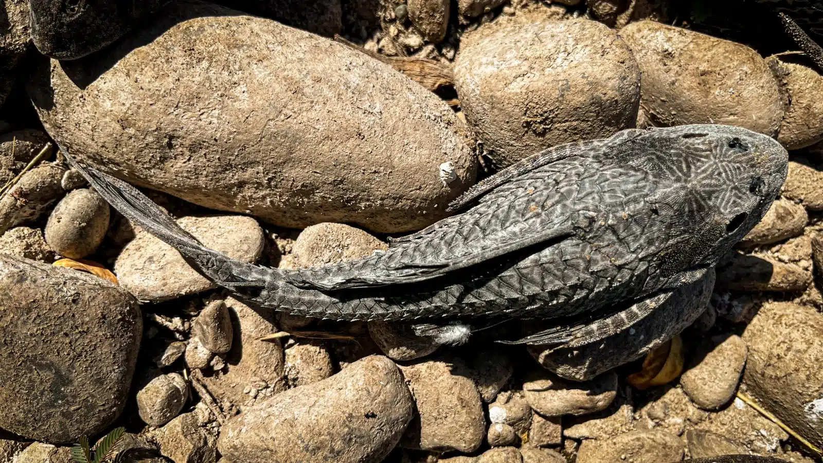 Peces muertos en el río Humaya tras sequía en Culiacán