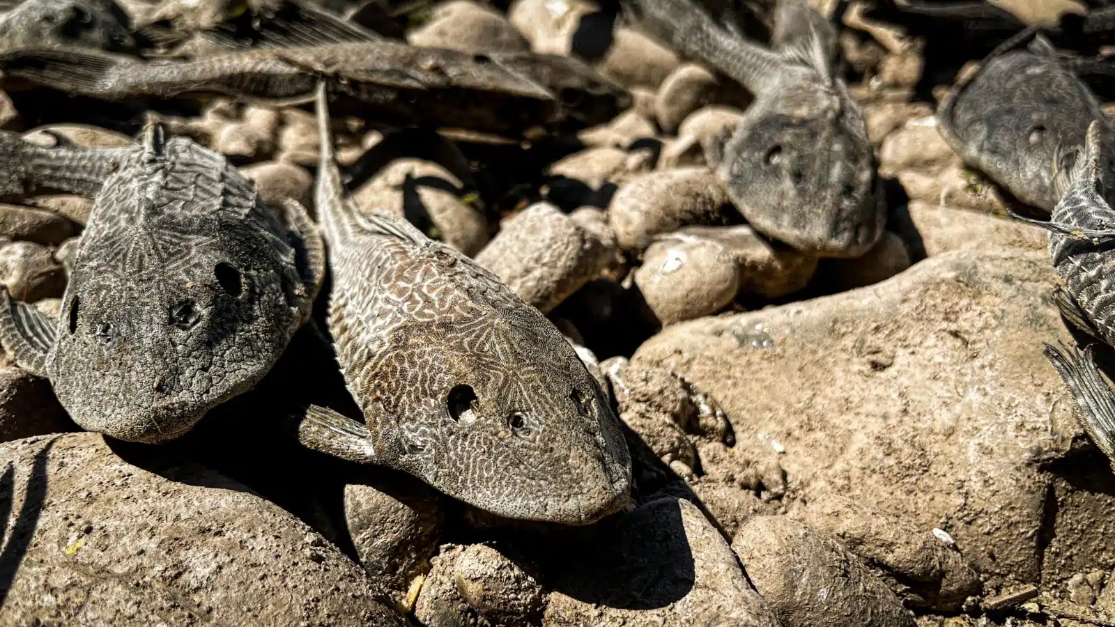 Peces muertos en el río Humaya tras sequía en Culiacán