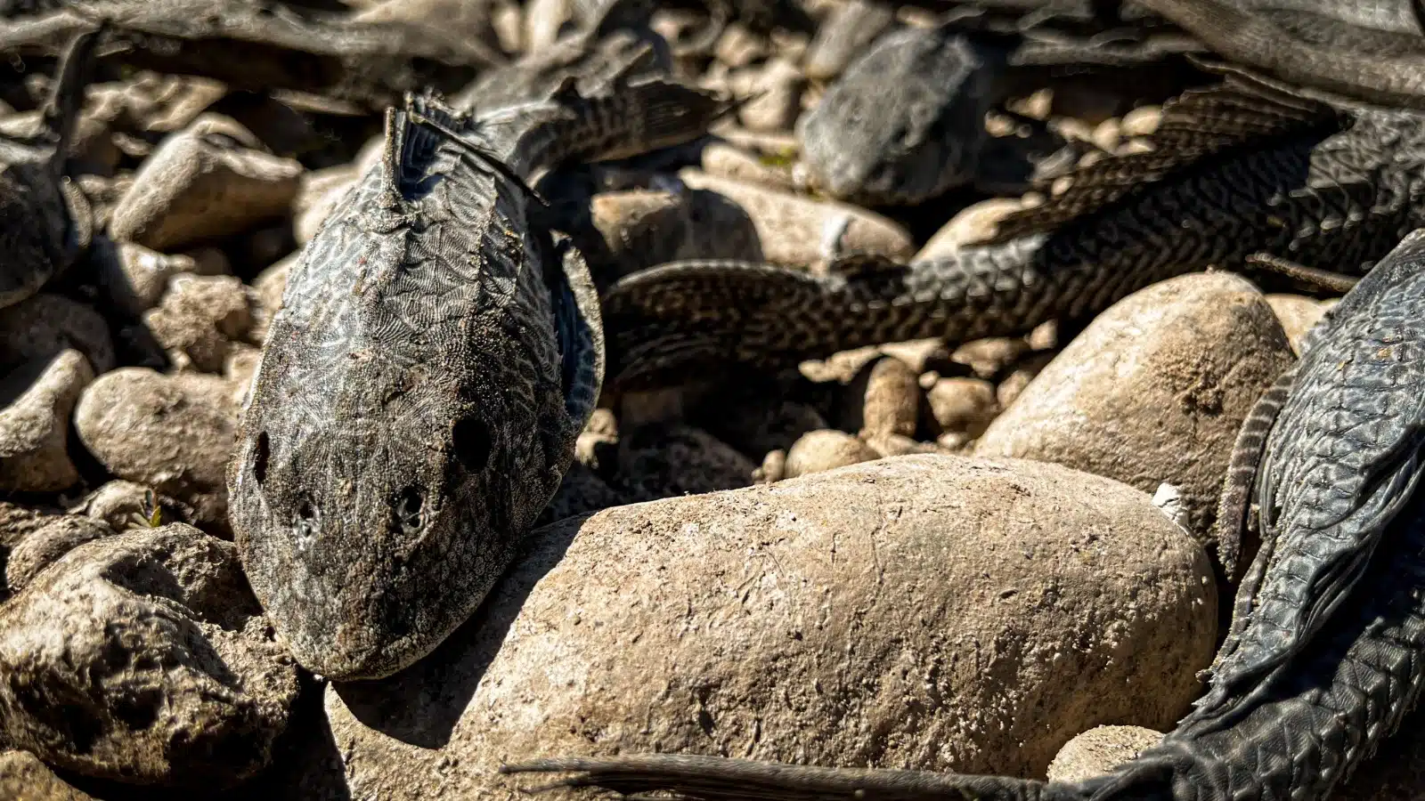 Peces muertos en el río Humaya tras sequía en Culiacán