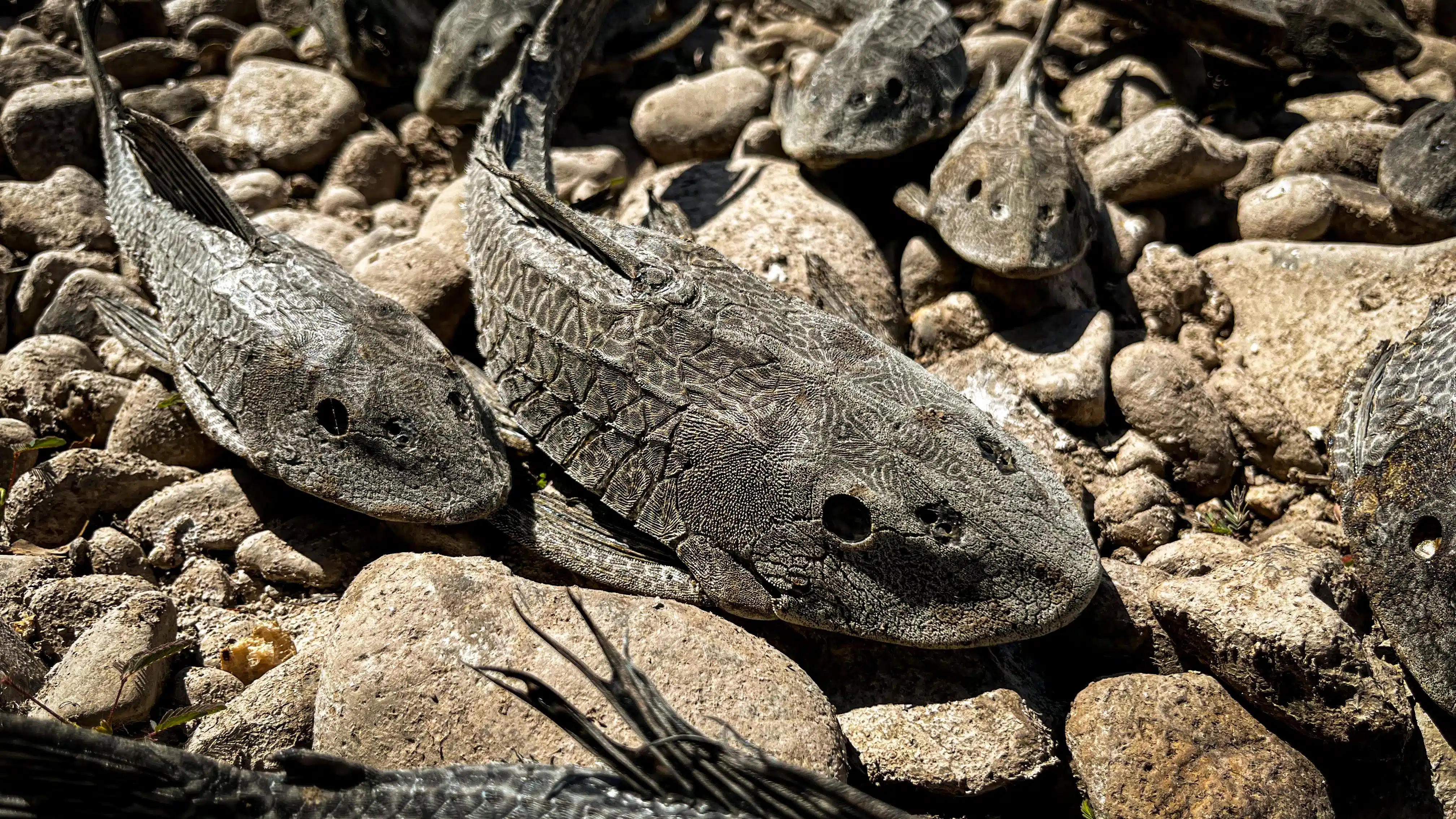 Peces muertos en el río Humaya tras sequía en Culiacán