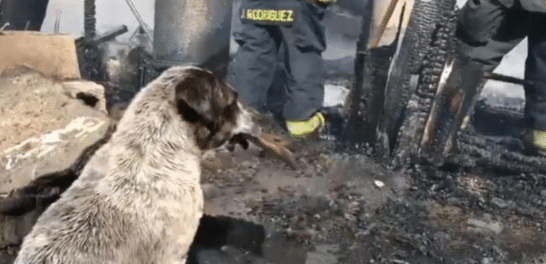 Perrito llora desconsolado al ver su hogar consumido por un incendio